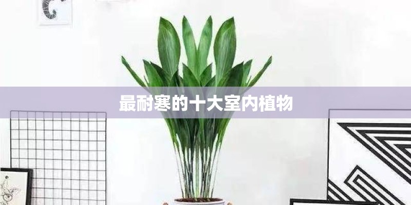 最耐寒的十大室内植物