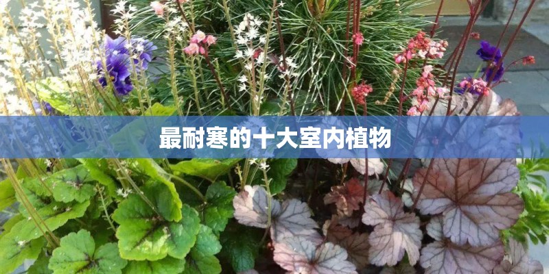 最耐寒的十大室内植物