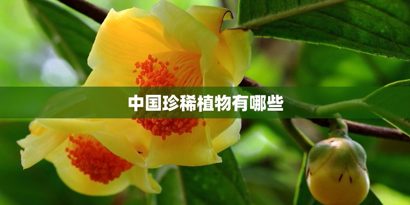中国珍稀植物有哪些