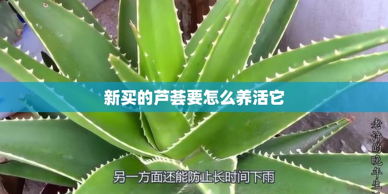 新买的芦荟要怎么养活它