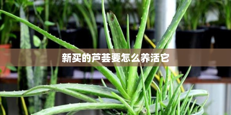 新买的芦荟要怎么养活它