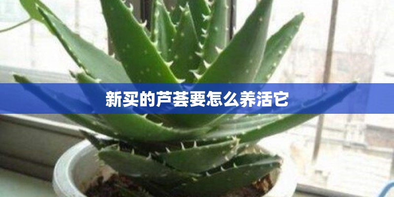 新买的芦荟要怎么养活它