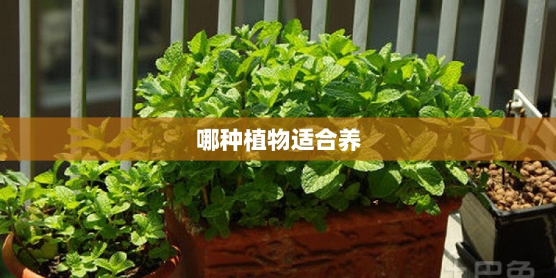 中国珍稀植物有哪些