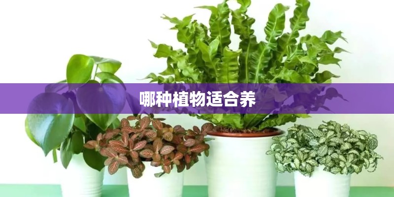 哪种植物适合养