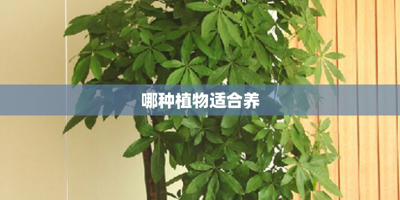 哪种植物适合养
