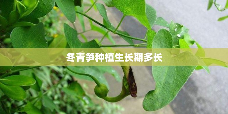 冬青笋种植生长期多长