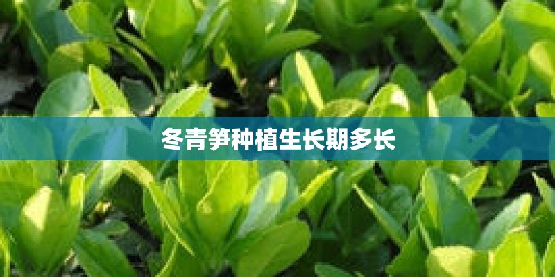 冬青笋种植生长期多长