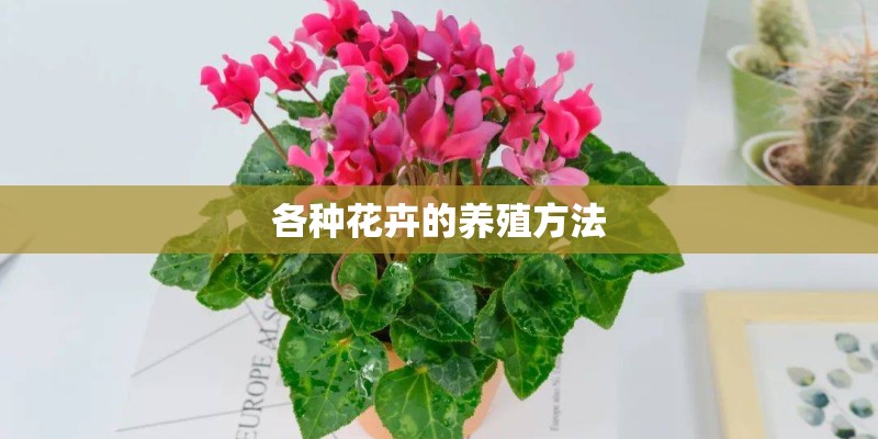 各种花卉的养殖方法