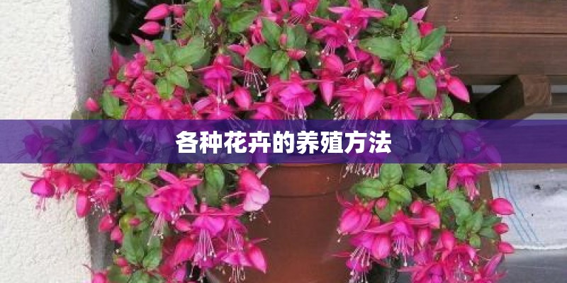 各种花卉的养殖方法