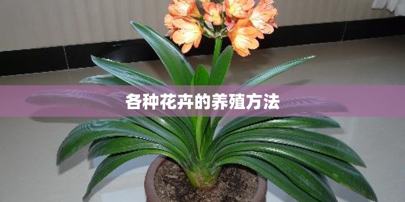 各种花卉的养殖方法
