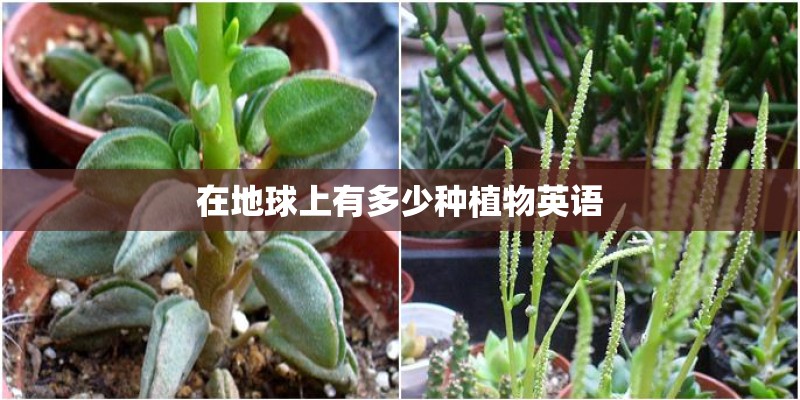 什么是吸料机