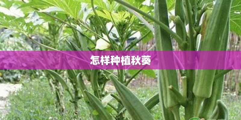 怎样种植秋葵