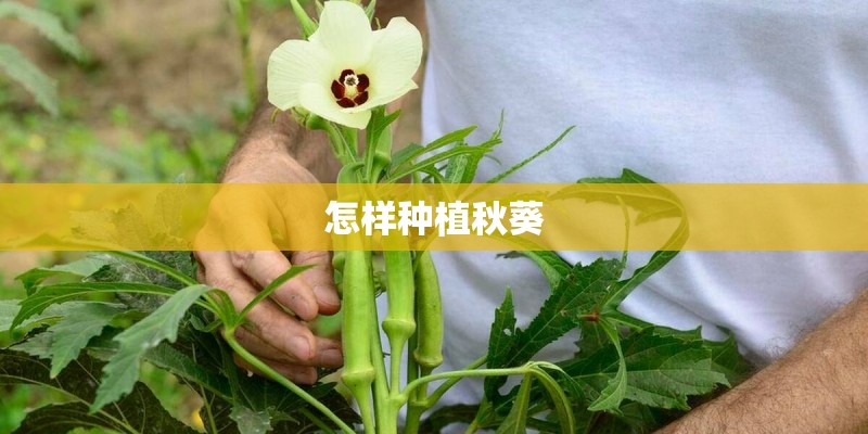 怎样种植秋葵