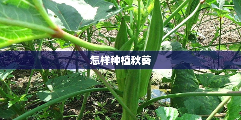 怎样种植秋葵