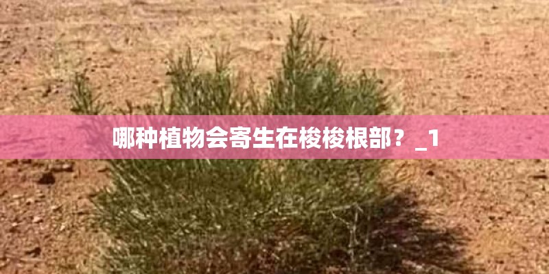 哪种植物会寄生在梭梭根部？_1
