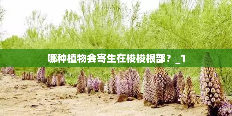 哪种植物会寄生在梭梭根部？_1