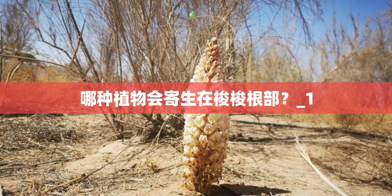 哪种植物会寄生在梭梭根部？_1