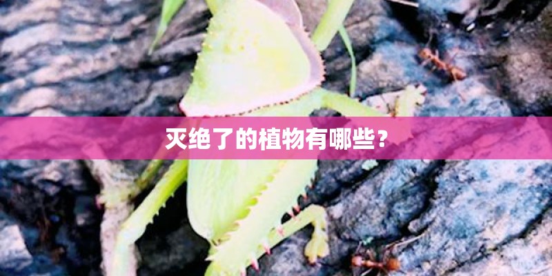 为什么保时捷911跑不过战神gtr