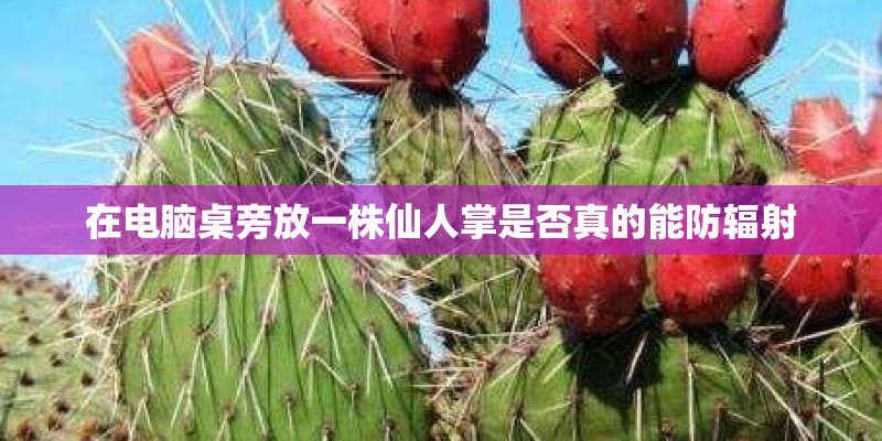 在电脑桌旁放一株仙人掌是否真的能防辐射