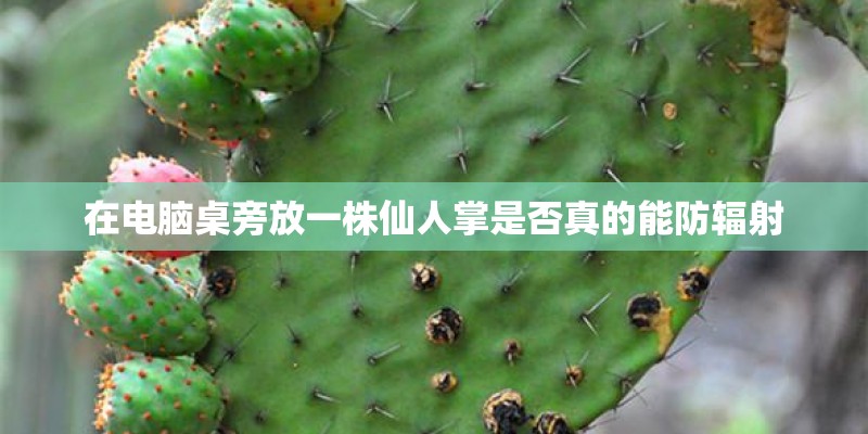 哪种植物会寄生在梭梭根部？_1