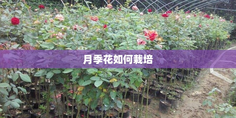 月季花如何栽培