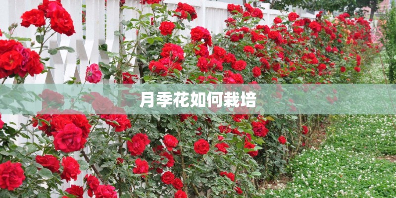 月季花如何栽培