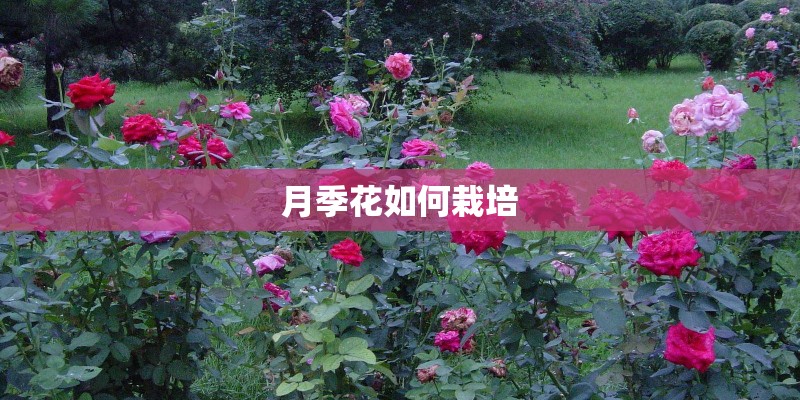 月季花如何栽培