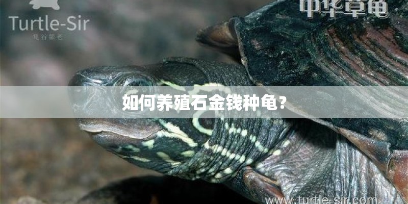 如何养殖石金钱种龟？