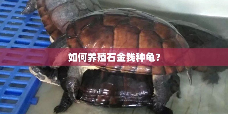 如何养殖石金钱种龟？