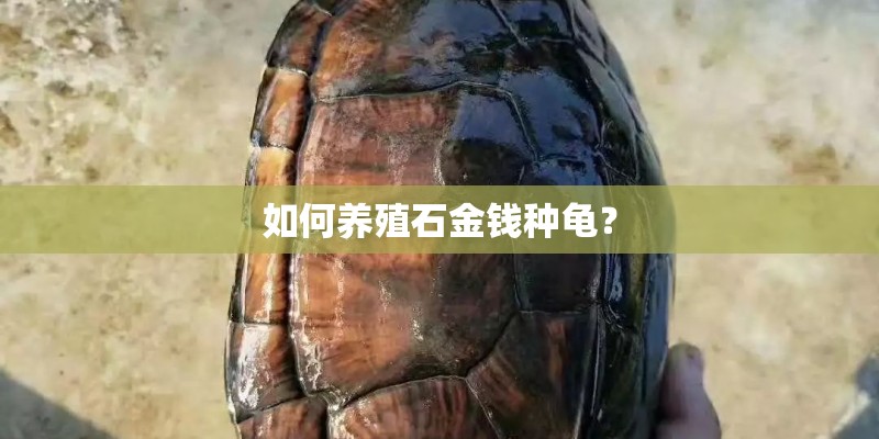 如何养殖石金钱种龟？