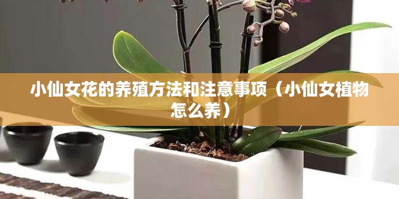 小仙女花的养殖方法和注意事项（小仙女植物怎么养）
