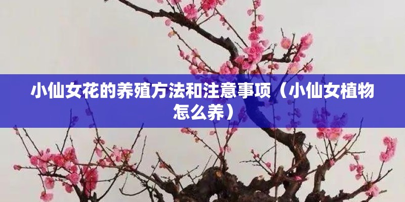 小仙女花的养殖方法和注意事项（小仙女植物怎么养）