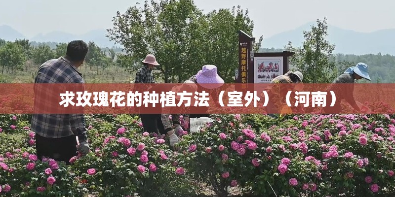 求玫瑰花的种植方法（室外）（河南）