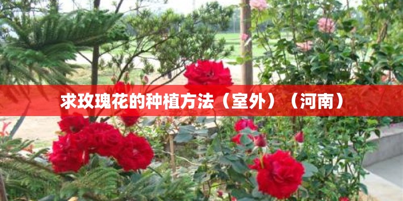 求玫瑰花的种植方法（室外）（河南）