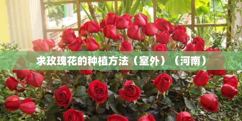 求玫瑰花的种植方法（室外）（河南）