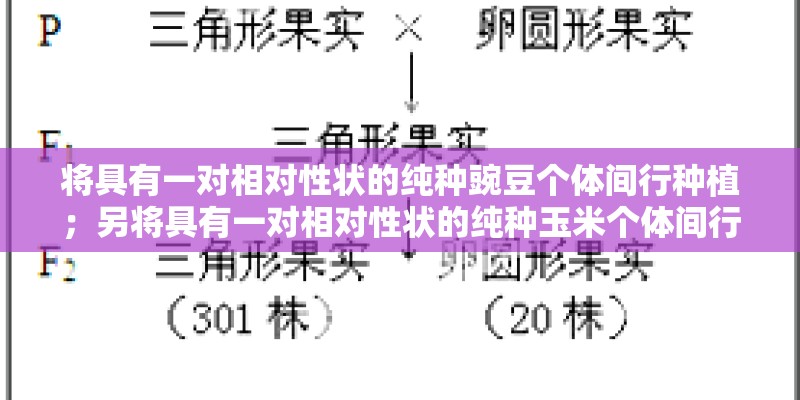 将具有一对相对性状的纯种豌豆个体间行种植；另将具有一对相对性状的纯种玉米个体间行种植．具有隐性性状