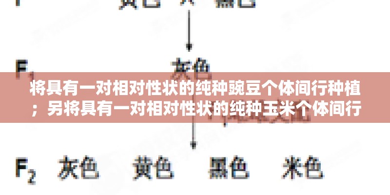 将具有一对相对性状的纯种豌豆个体间行种植；另将具有一对相对性状的纯种玉米个体间行种植．具有隐性性状