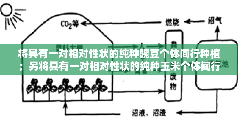将具有一对相对性状的纯种豌豆个体间行种植；另将具有一对相对性状的纯种玉米个体间行种植．具有隐性性状