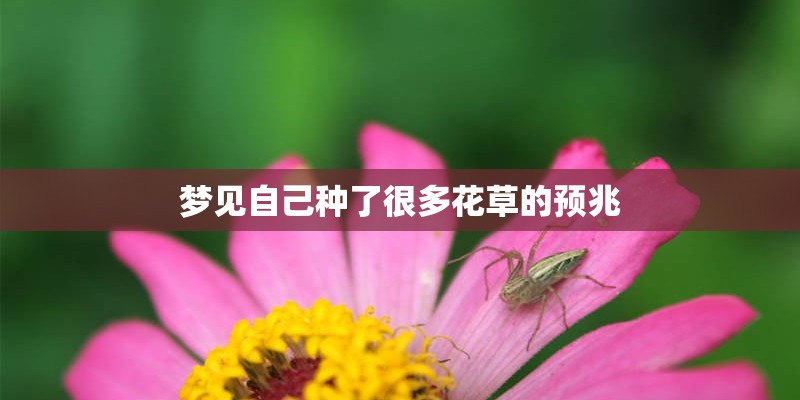 梦见自己种了很多花草的预兆