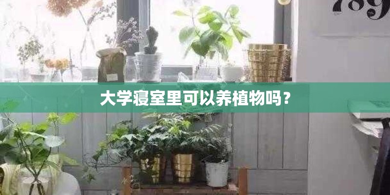 大学寝室里可以养植物吗？