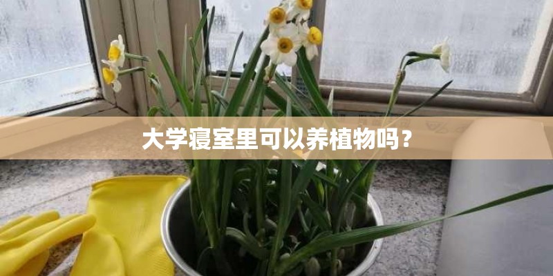 大学寝室里可以养植物吗？