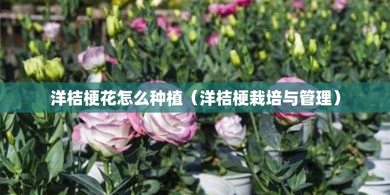 洋桔梗花怎么种植（洋桔梗栽培与管理）