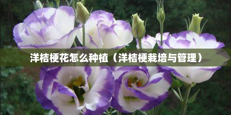 洋桔梗花怎么种植（洋桔梗栽培与管理）
