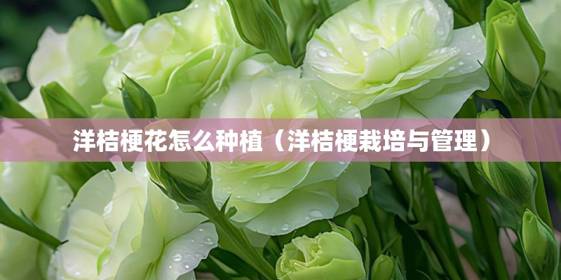 洋桔梗花怎么种植（洋桔梗栽培与管理）