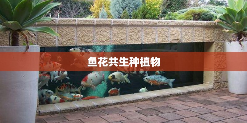 鱼花共生种植物