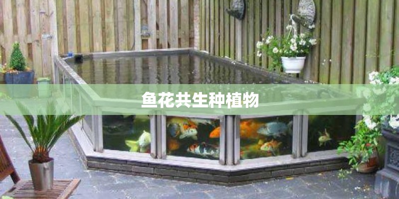鱼花共生种植物