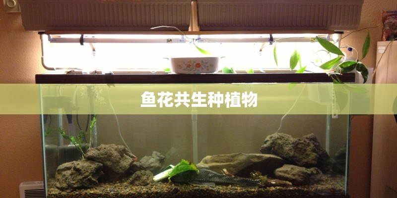 鱼花共生种植物