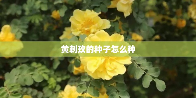 黄刺玫的种子怎么种