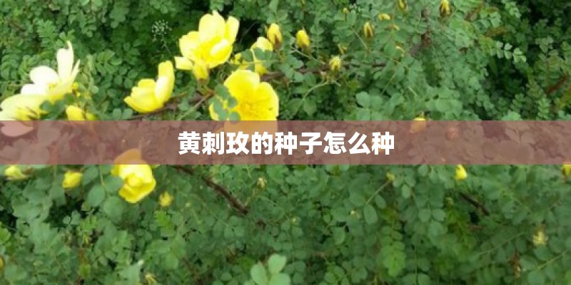 黄刺玫的种子怎么种
