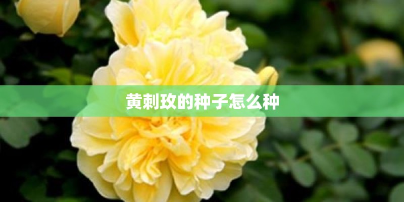 黄刺玫的种子怎么种